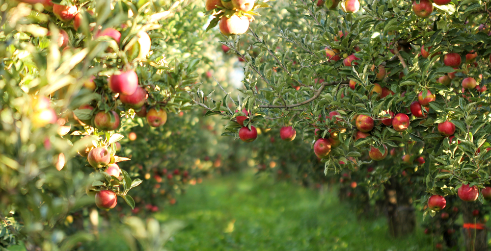 exploring apple orchards in Ohio is a fun activity