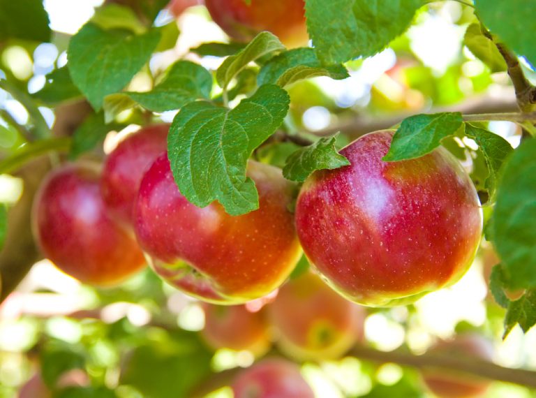 10 Lovely Orchards To Go Apple Picking In Ohio Linda On The Run