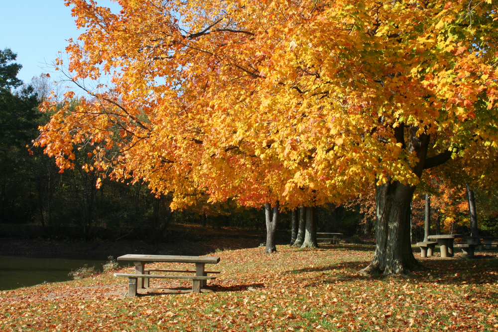 A park in Columbus Ohio that has brilliant ohio fall foliage 