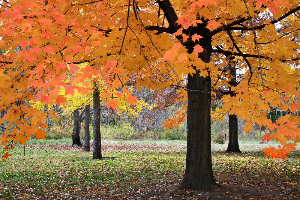 Brilliant colored trees in a park in SE Ohio