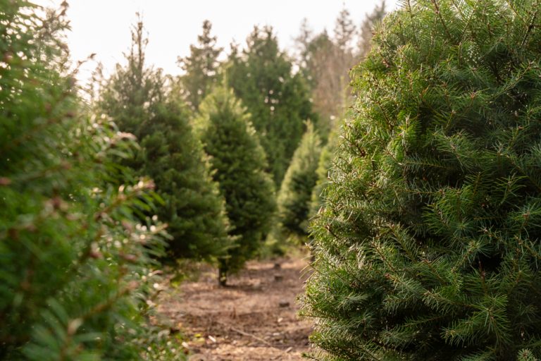 12 Best Christmas Tree Farms in Ohio Linda On The Run