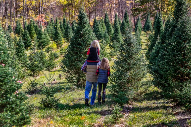 12 Best Christmas Tree Farms in Ohio Linda On The Run