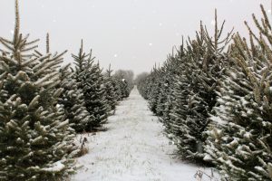 evergreen trees covered in snow