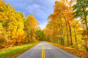 golden trees lining straight road