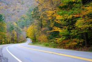 curving road near green, yellow, and orange trees