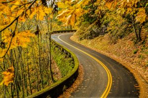 winding road through golden trees fall road trips