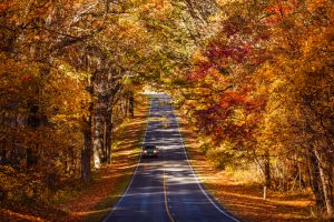 sloping road lined with orange autumn trees