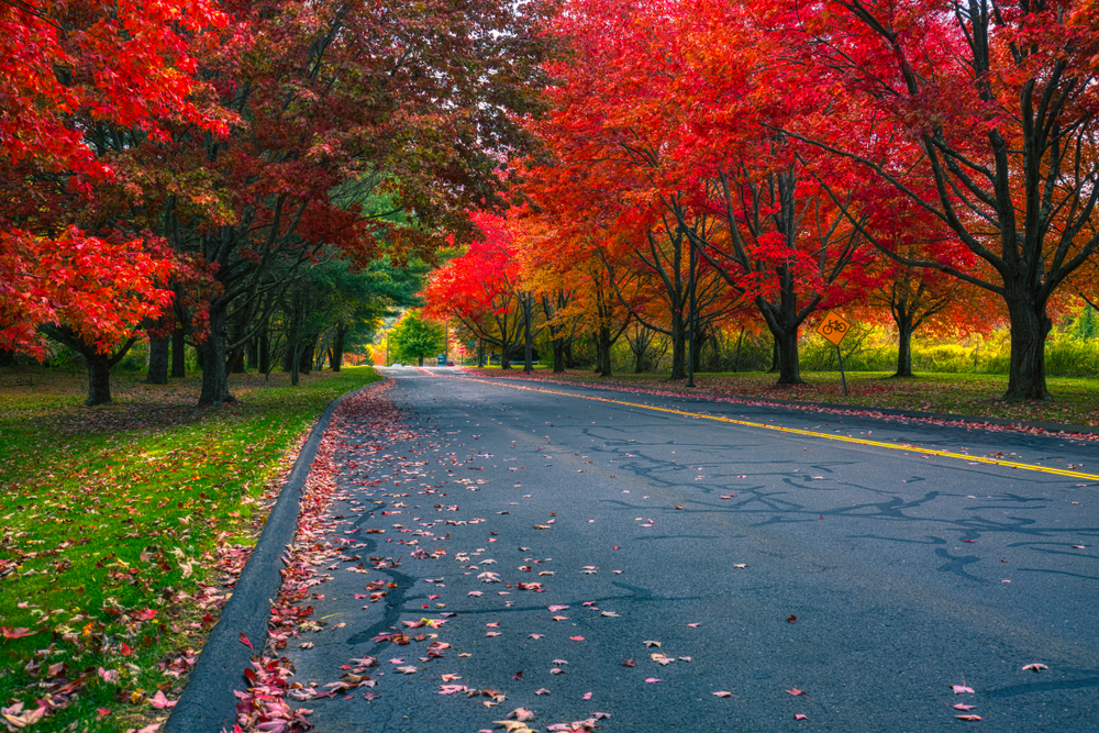 Blazing fall foliage in Conneticut