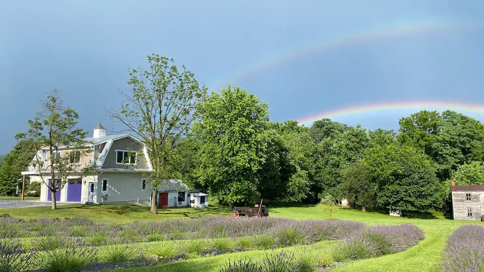 Photo of white barn with blooming lavender and two rainbows shining in the sky.