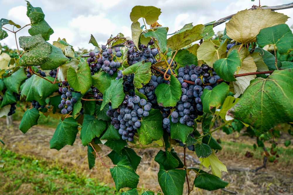 Concord grapes on vine at Ohio vineyard