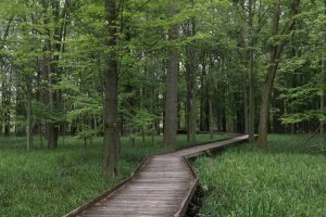 wooden path weaving through greenery romantic greenery in Ohio