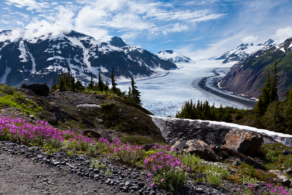 Panoramic view of Alaska glacier with purple fireweed in foreground