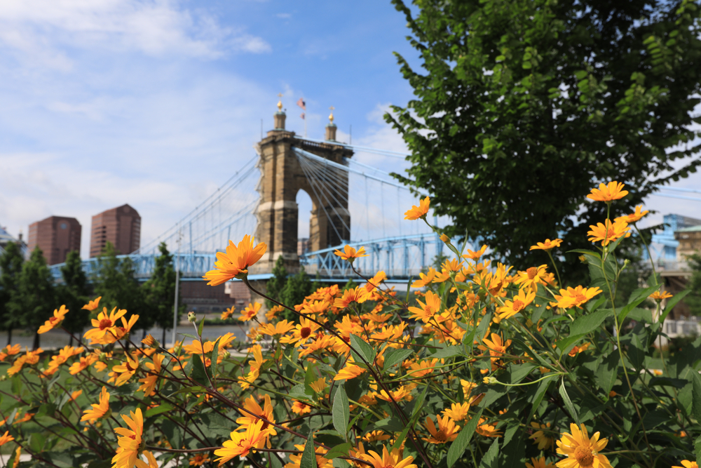 Cincinnati bridge with bright golden flowers in front of it. Ohio glamping is perfect all over the state.