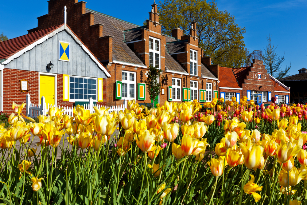Yellow tulips in front of cute Dutch inspired buildings in Holland Michigan