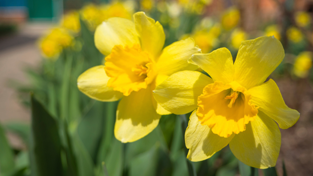 Brilliant yellow daffodils with other daffodils in background.