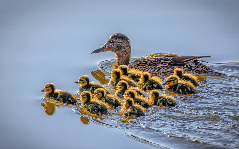 Mommy and baby Mallard ducklings swimming clustered close to her.