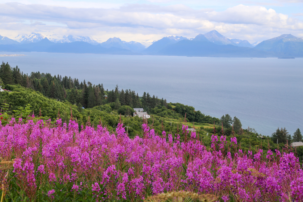 Brilliant purple fireweed on hillside with water and mountains in background.
things to do in Homer Alaska