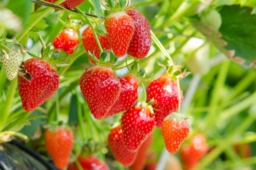 Red strawberries hanging off plants with greenery in background.
Things to do in Youngstown.