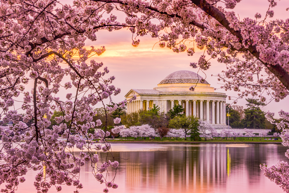 Round monument with columns with cherry blossom branches in the foreground. One of the interesting places to visit in Washington DC