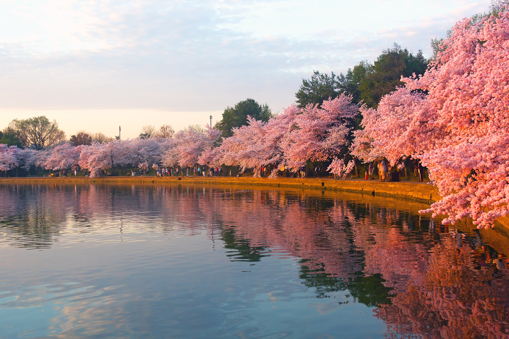 Pretty, pink trees surrounding the Tidal Basin.