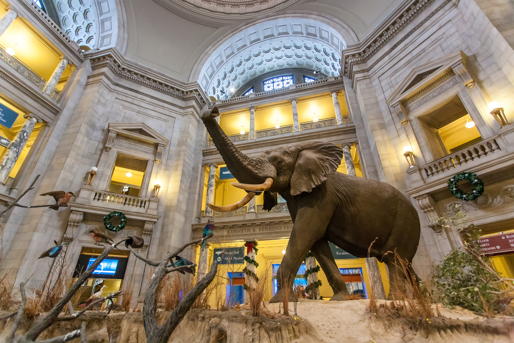 The taxidermy elephant in the Smithsonian National Museum of Natural History.
