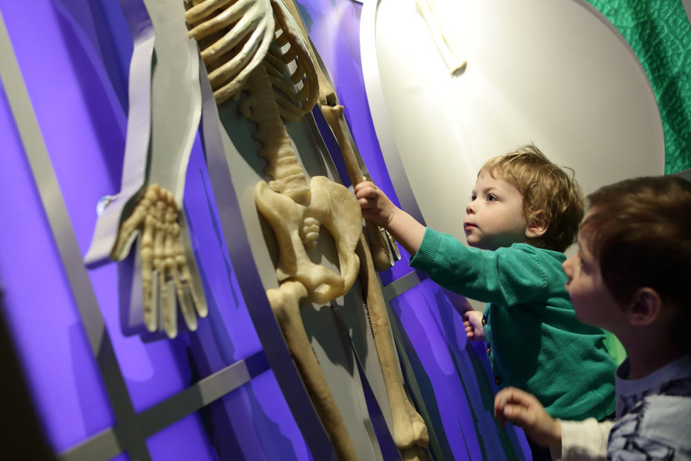 Two kids touching a plastic skeleton display in a museum. There are purple, white, and green textured walls behind the skeleton.