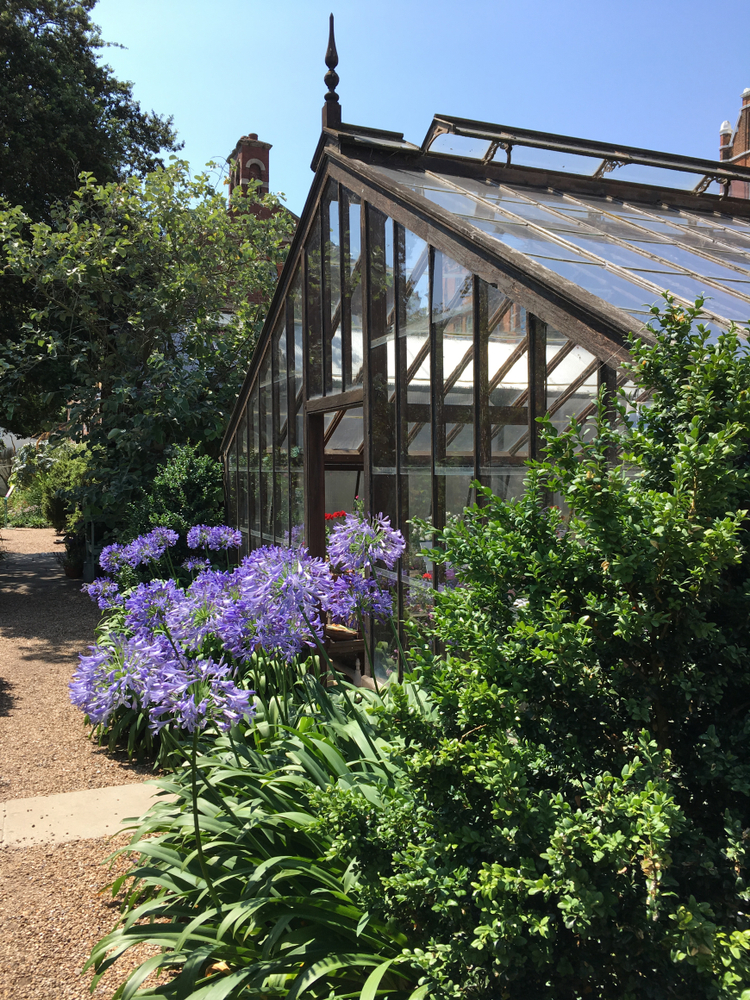 Outside view of a greenhouse with green plants and purple flowers.