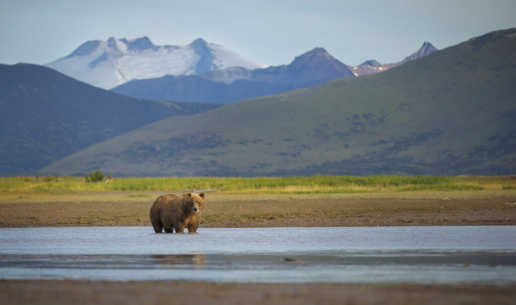 A coastal brown bear stands in a creek in Katmai National Park and Preserve, one of the national parks in Alaska.