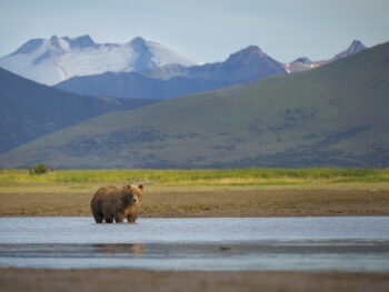Brown bear wading in stream with mountains in background