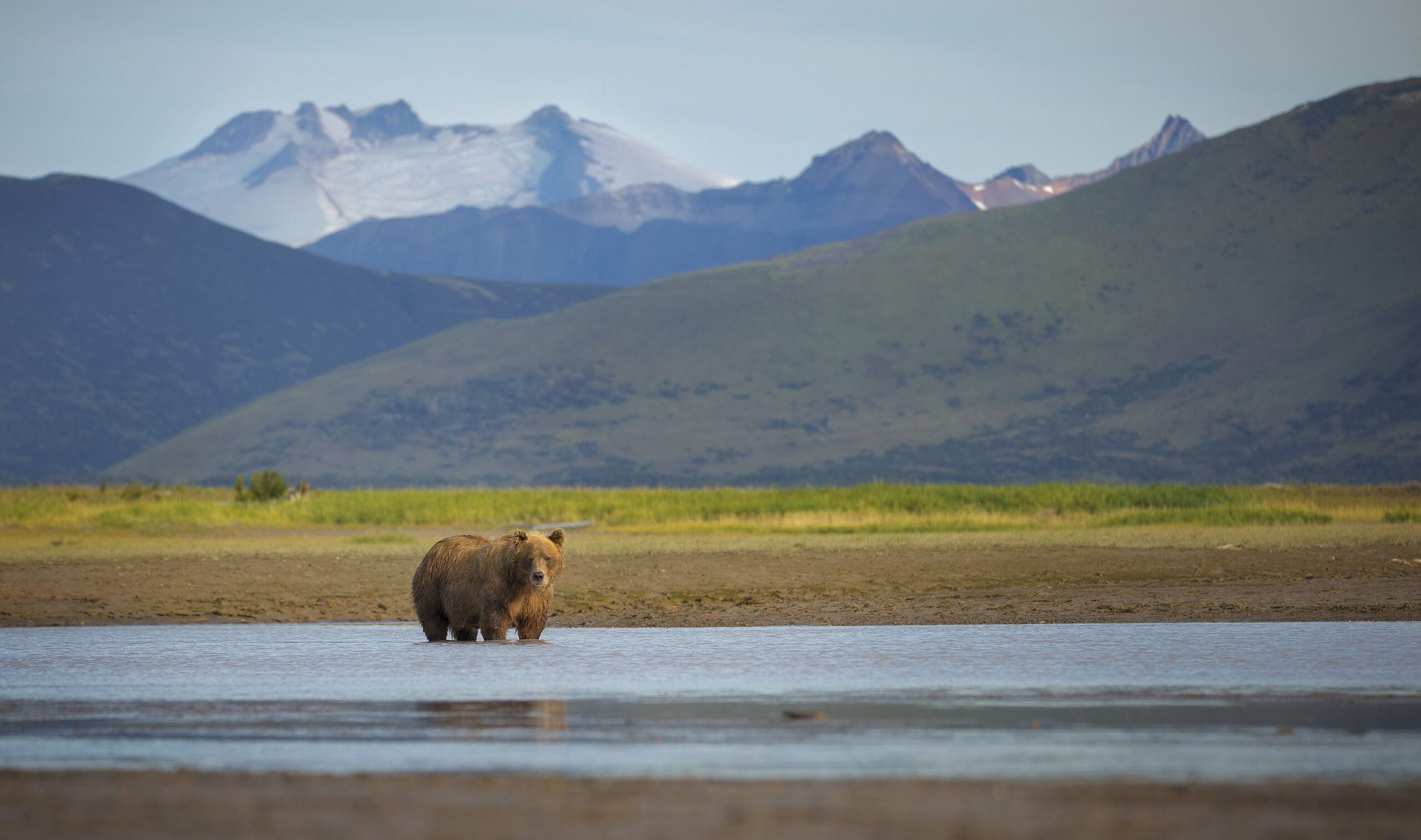 Brown bear wading in stream with mountains in background