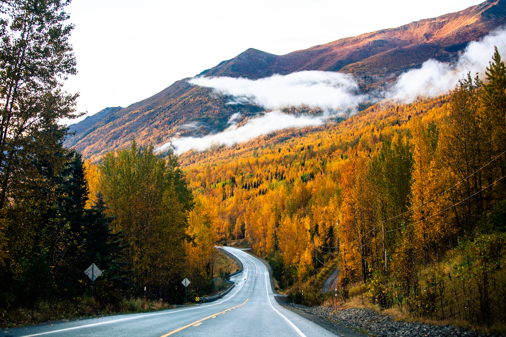 Road surrounded by fall colors