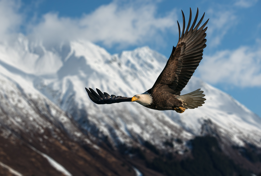 Bald eagle soaring with  snow-capped mountain in the background.