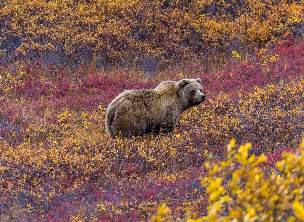 Grizzly bear in a forest