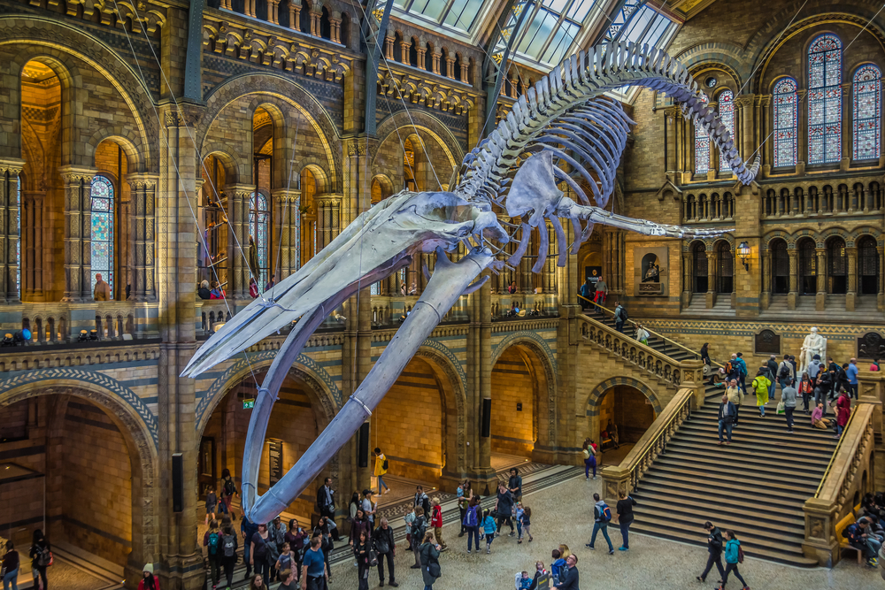  Blue whale skeleton in the main hall of the Natural History Museum of London. One of the things to do in London with kids. 