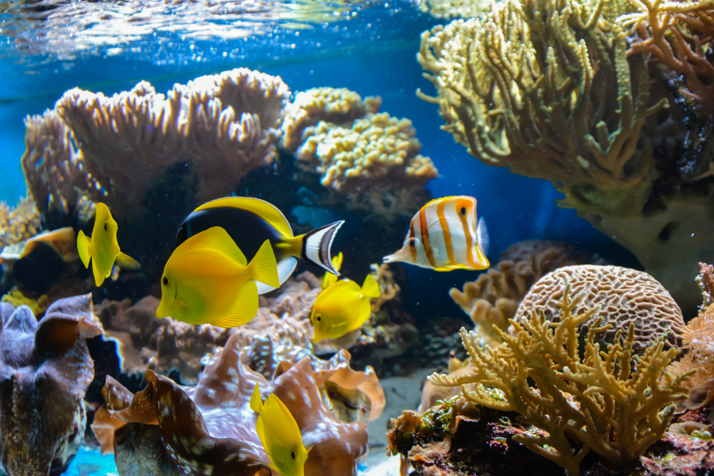 Small fish swimming in an aquarium on a blue background with algae in the background. 