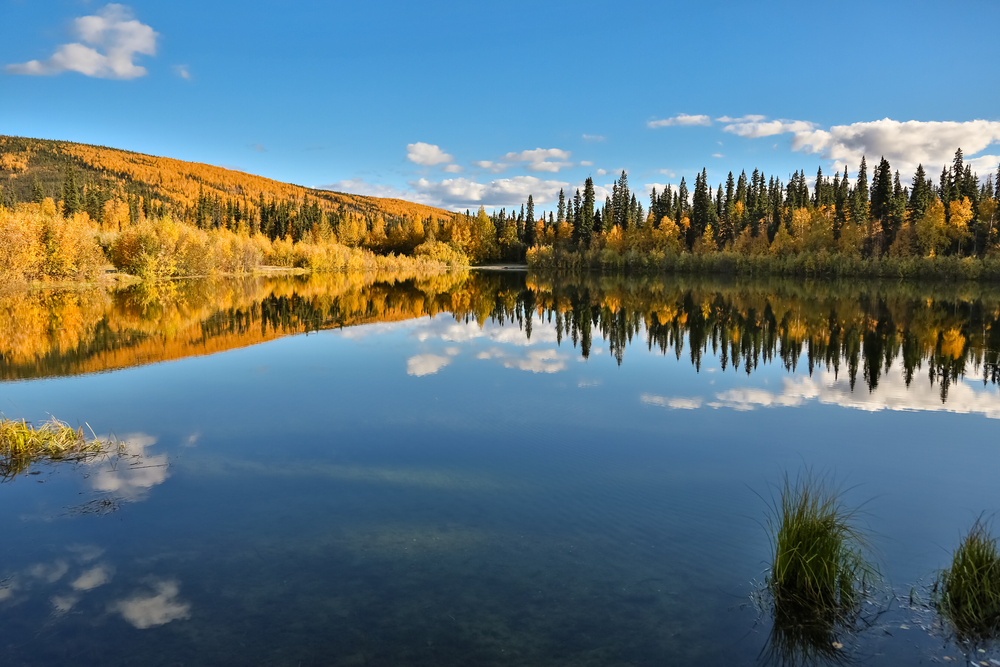 Mile Pond with reflections in fall, Chena River State Park, Alaska. The lake is surrounded by fall trees. 