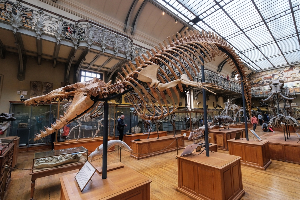 Hall of fossils at the National Museum of Natural History, one of the best things to do in Paris with kids.