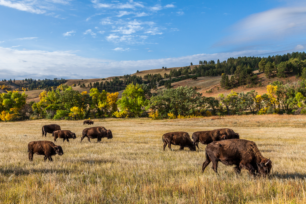 Bison grazing in a prairie with trees in the background during fall.