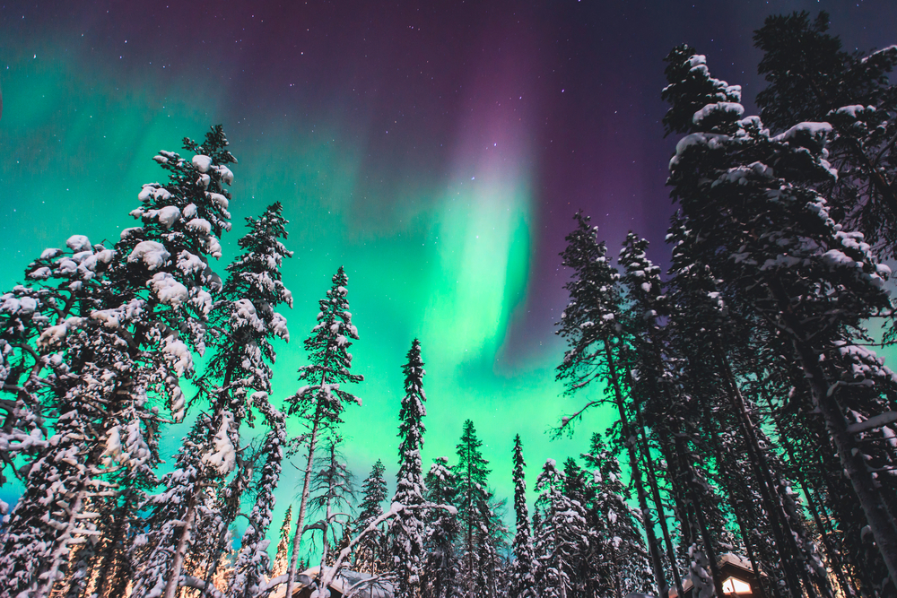 Green and purple northern lights above snowy pine trees.