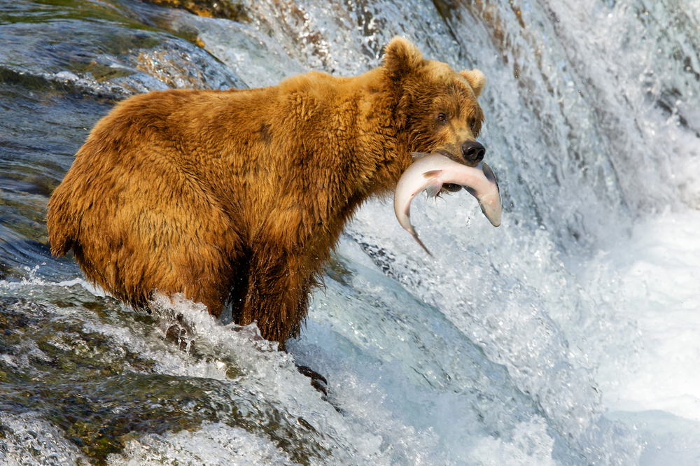 Brown bear with a salmon in its mouth standing on top of Brooks Falls.