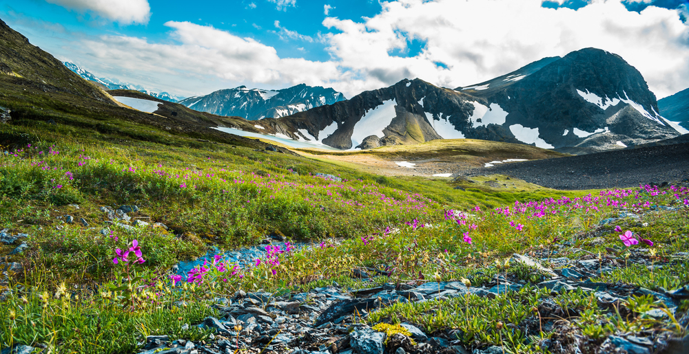 Purple wildflowers and green grass with mountains in the background with patches of snow during Alaska in July.