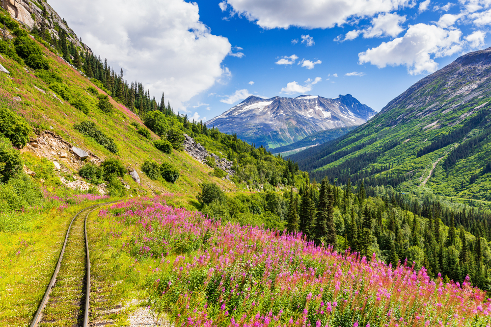 Sunny day in the Alaska mountains with purple wildflowers and train tracks.