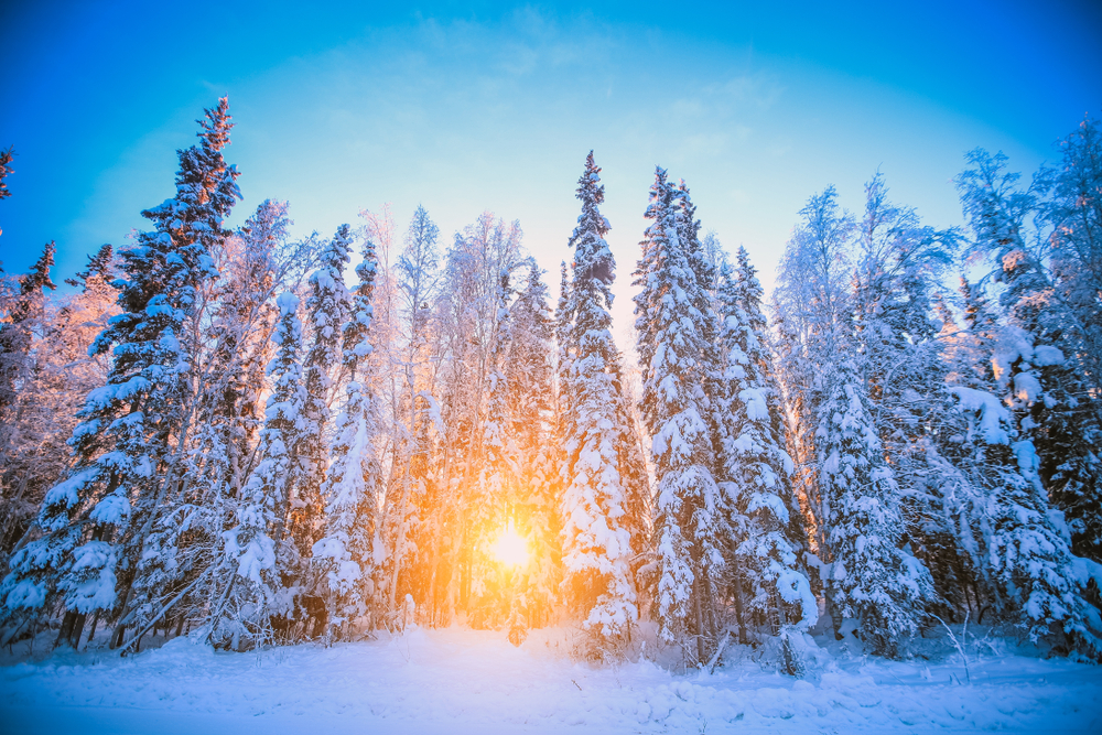 Sun setting behind snow covered trees.