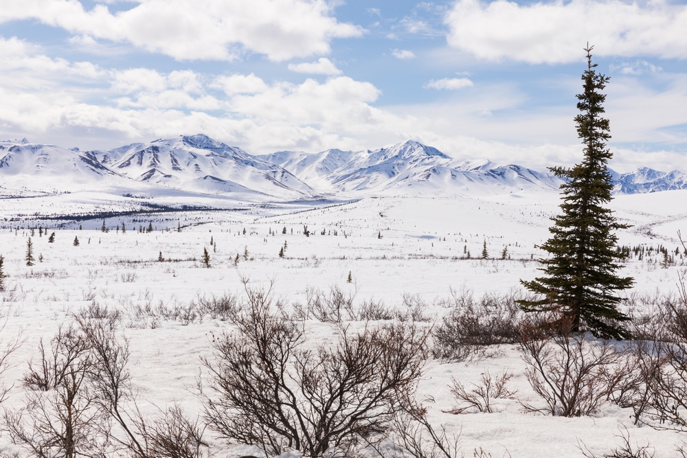 Snowy landscape of Denali National Park in winter with mountains in the distance and a scattering of pine trees.