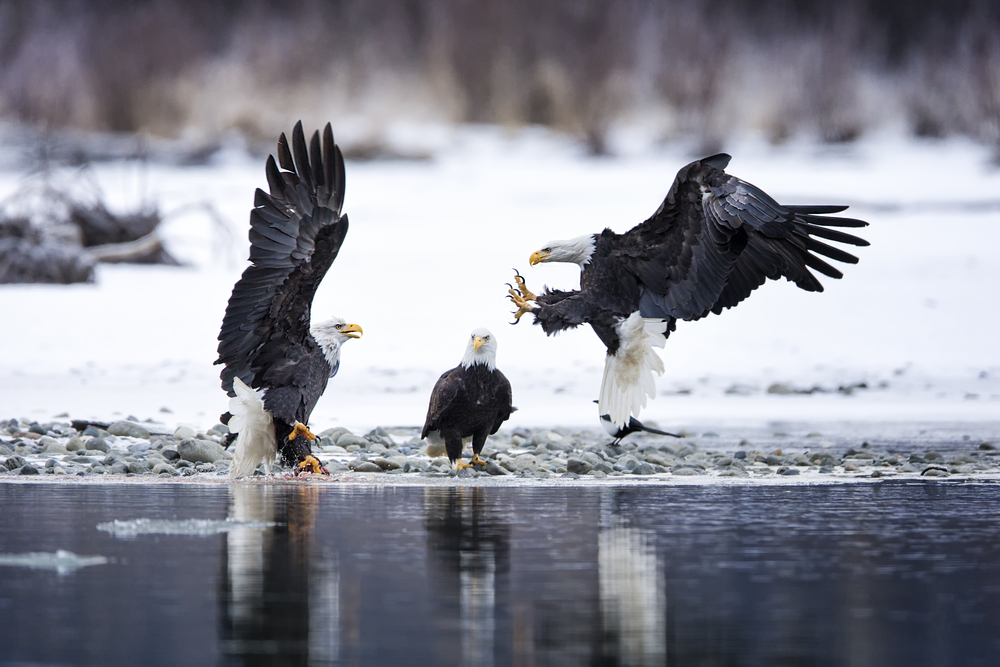 Three bald eagles fighting on the shore of a river on a snowy day.