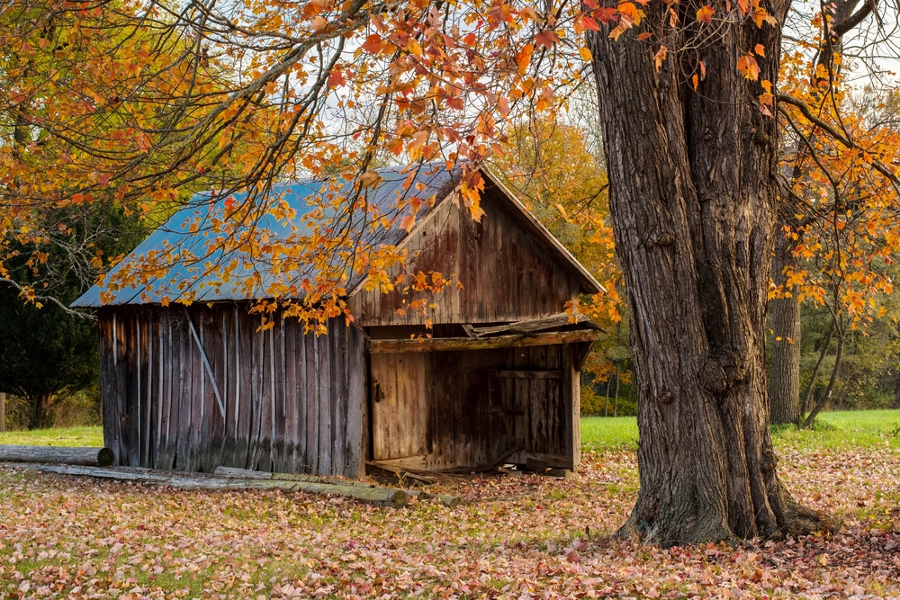 An old wooden building in a grassy field surrounded by trees with fall leaves