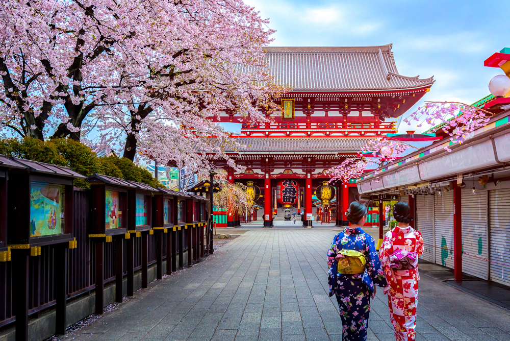 Two Geishas walking towards a large temple building with trees covered in cherry blossoms