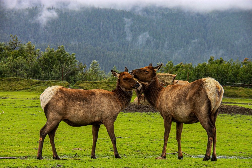 Two female elk nuzzling in a field at the Alaska Wildlife Conservation Center on an overcast day.