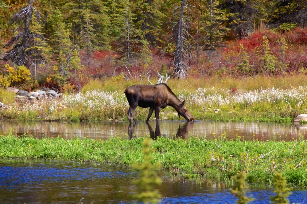 Female moose drinking out of a pond in Alaska  Denali National Park.