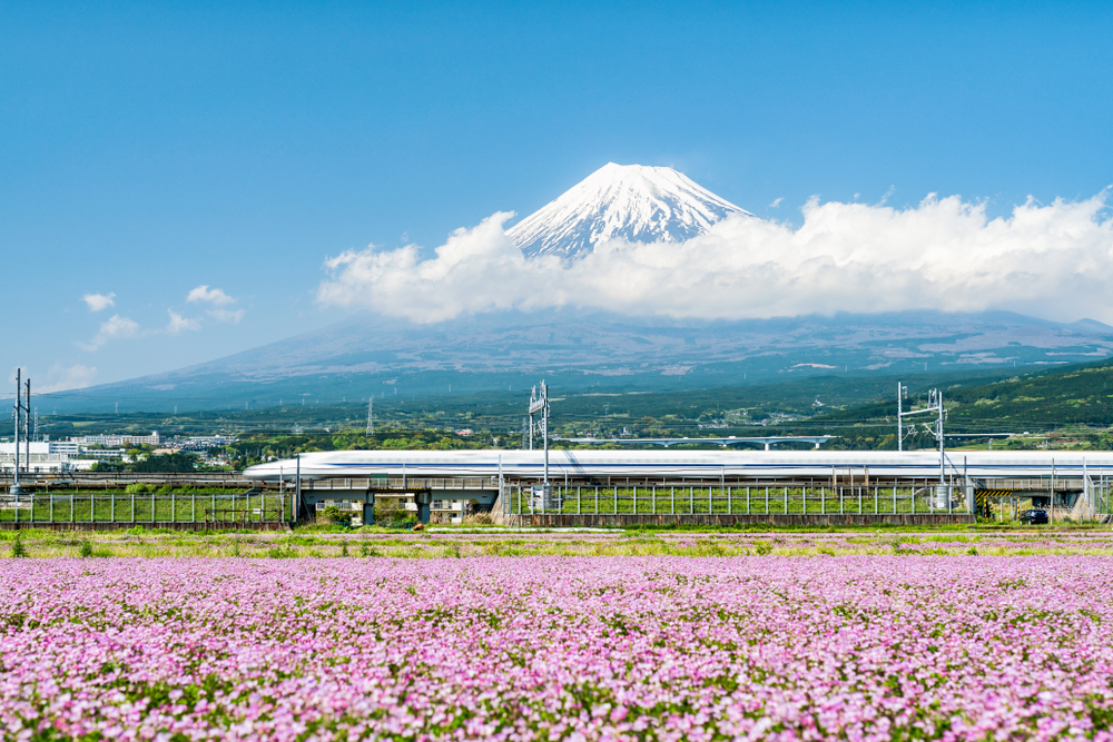 A view of the bullet train in Japan with pink flowers in a field and Mt. Fuji in the distance